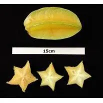 thumbnail for publication: Cultivando carambola en el jardín de su hogar en Florida